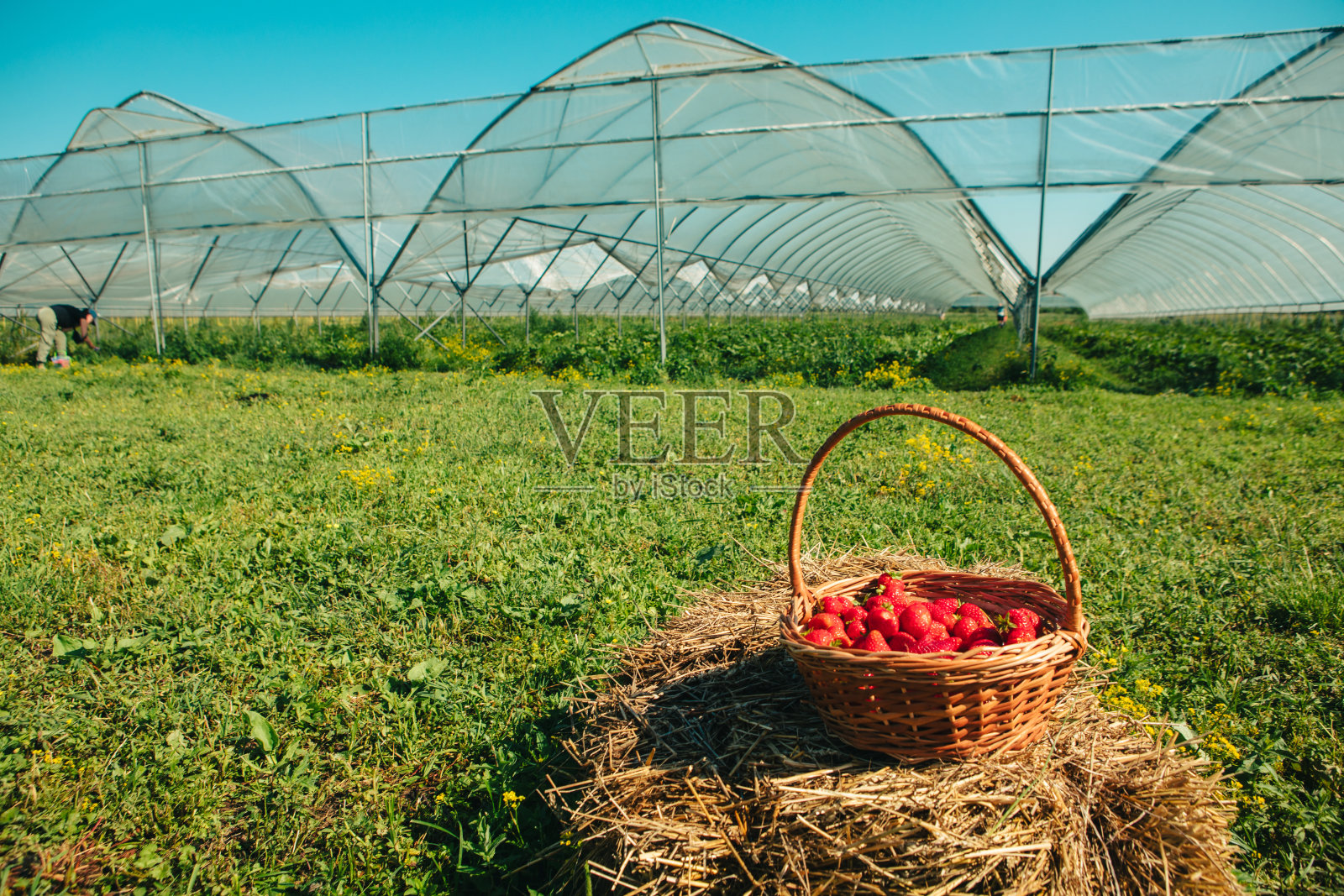 背景是草莓农场的桶照片摄影图片