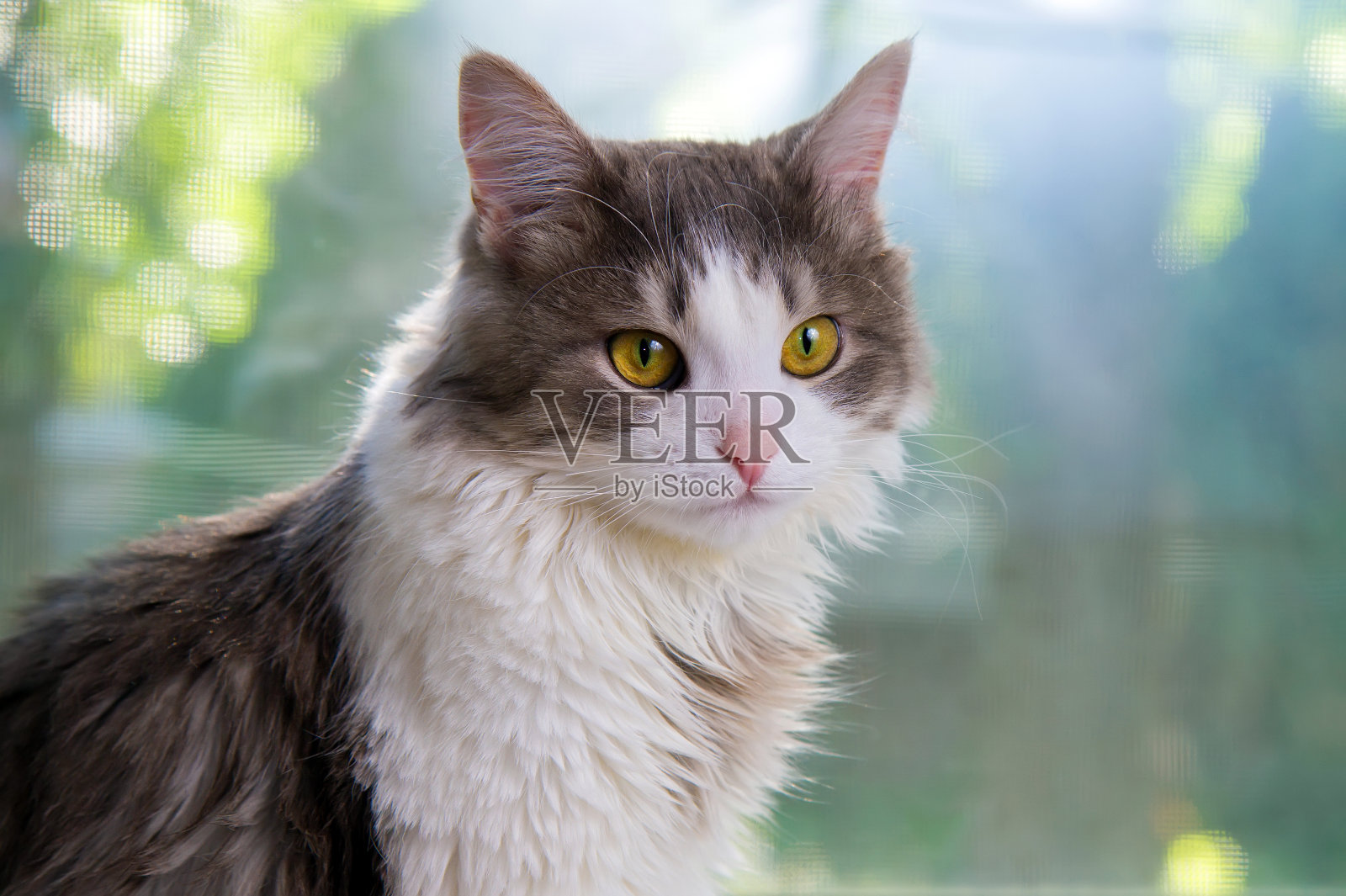 一只毛茸茸的黄眼睛猫的肖像。照片摄影图片