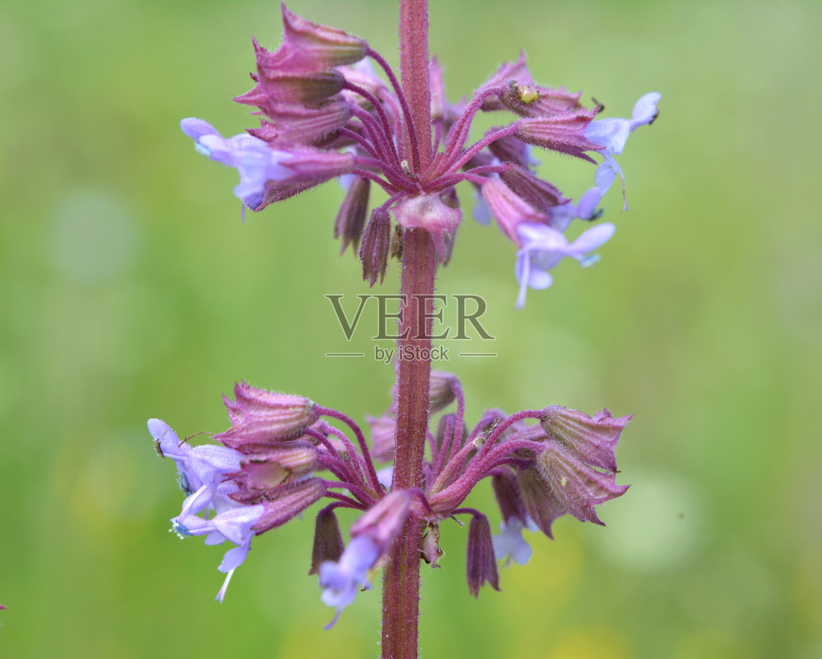 在自然界中，这种花叫Salvia verticillata照片摄影图片