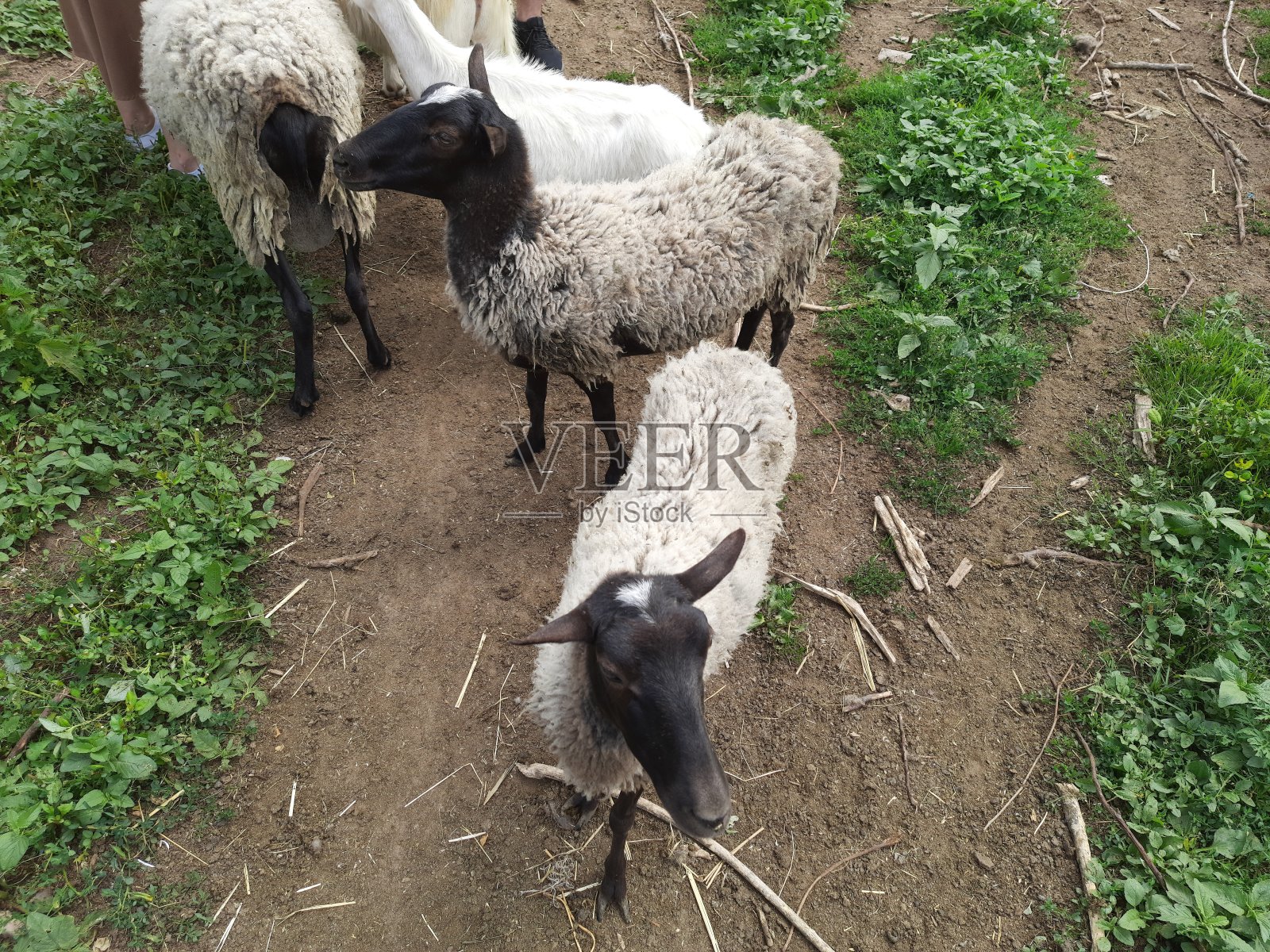 一群瞪眼的绵羊照片摄影图片