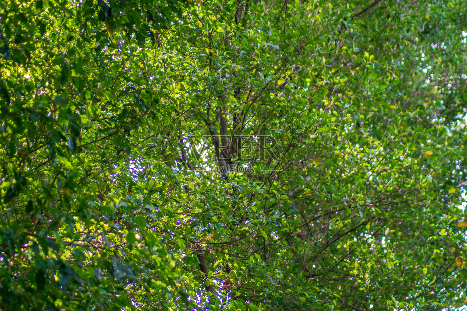 绿色丁香叶照片与自然光线在热带森林照片摄影图片