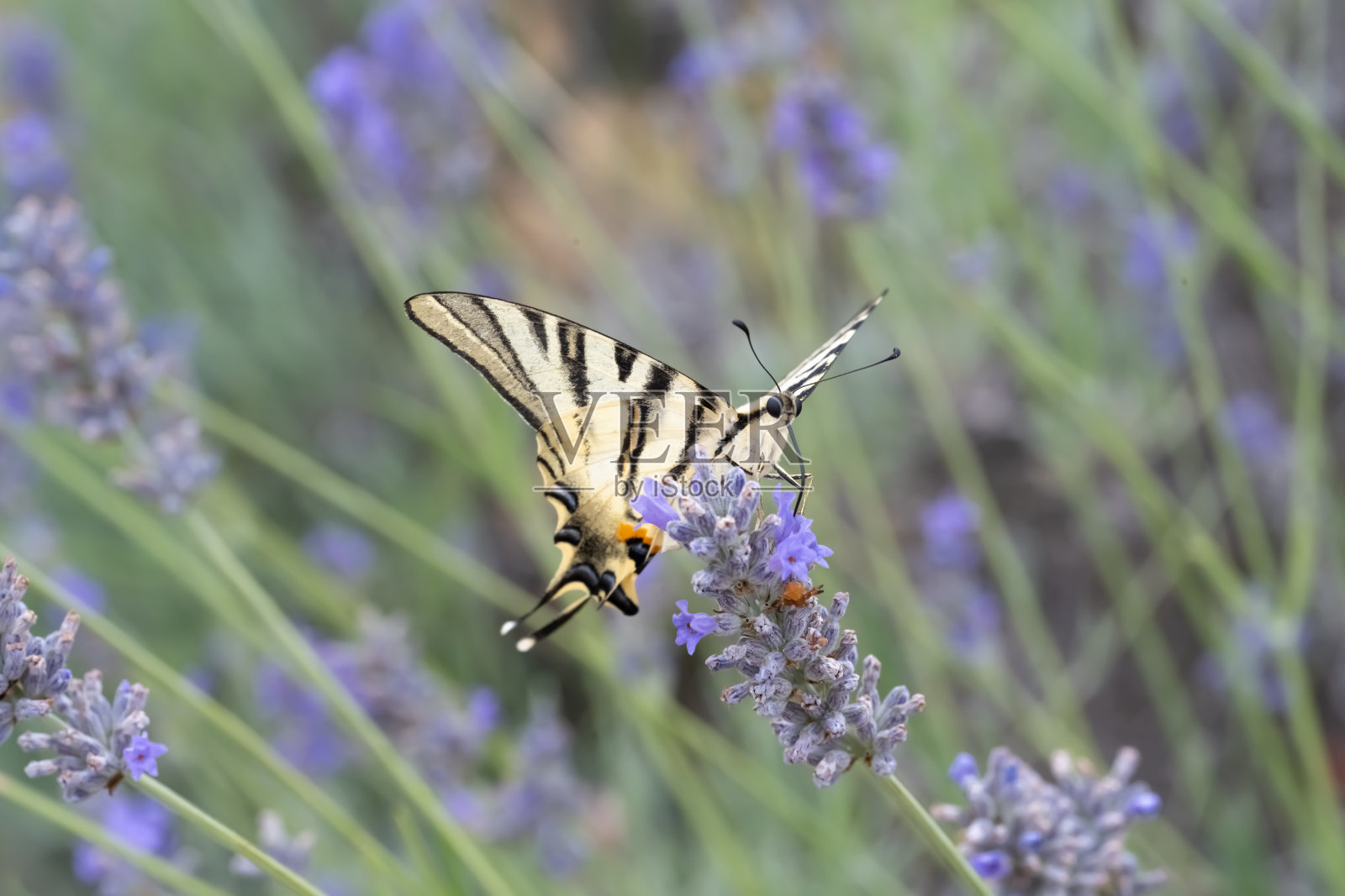 在法国的普罗旺斯，一种稀有的燕尾蝴蝶正在从一种薰衣草植物上采摘花蜜。照片摄影图片