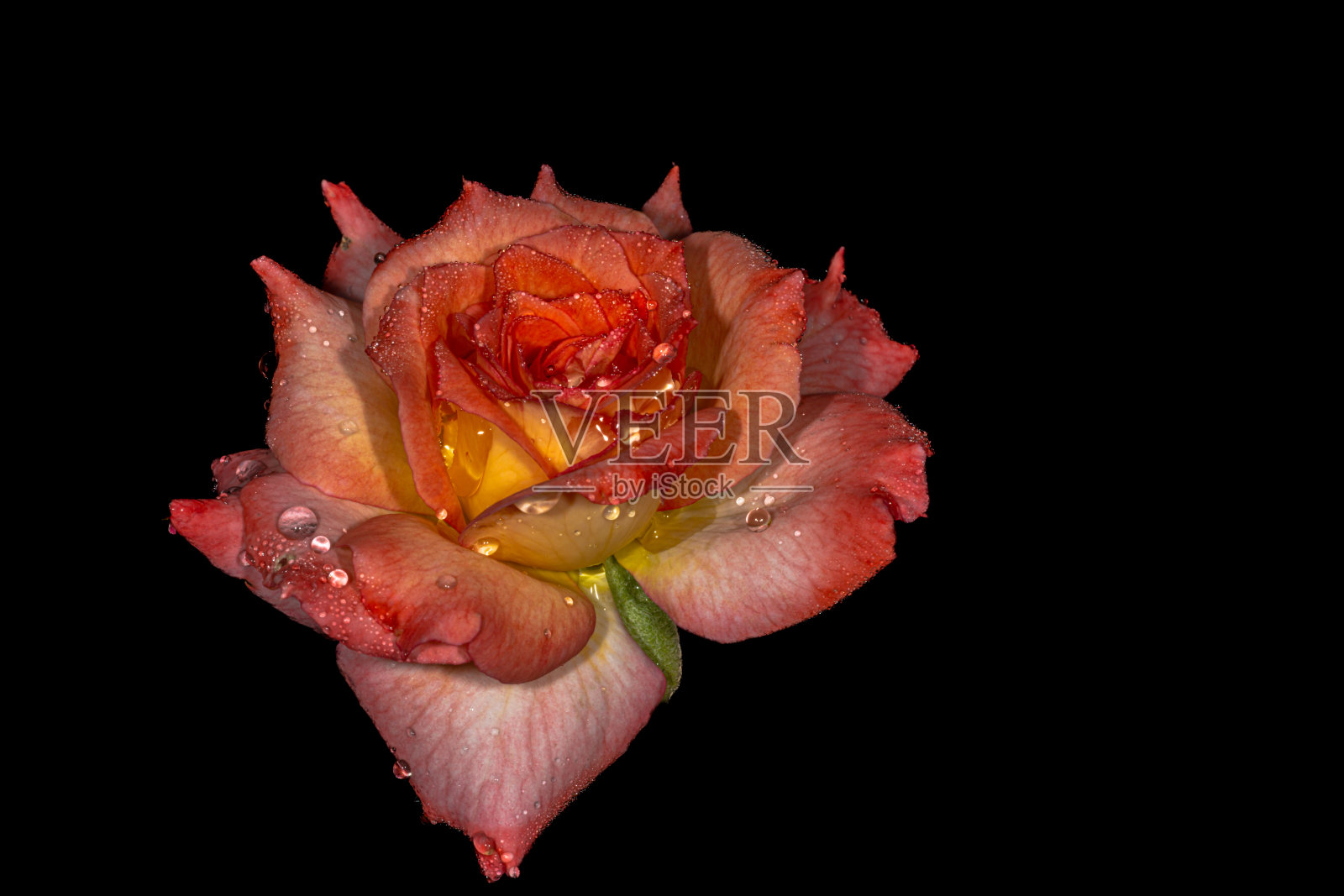 带晨露的黑橙玫瑰照片摄影图片