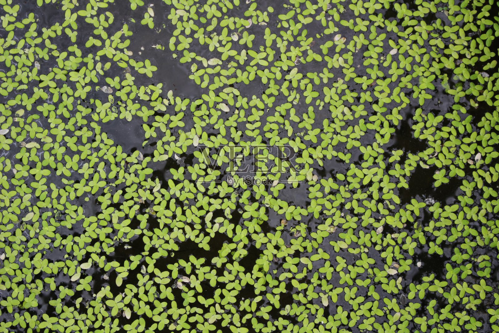 大量水生植物照片摄影图片