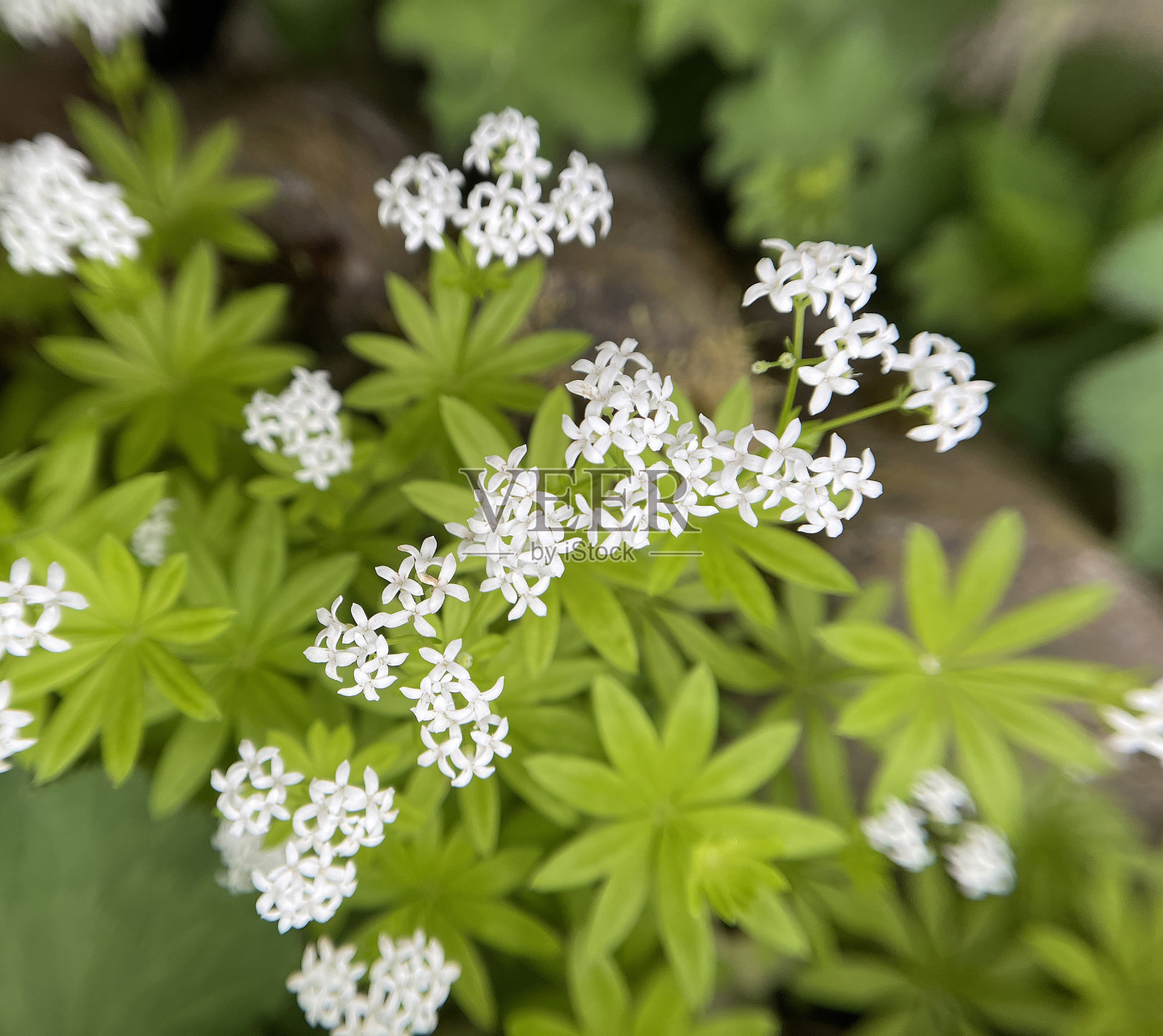 伍德拉夫，加利姆，臭素照片摄影图片