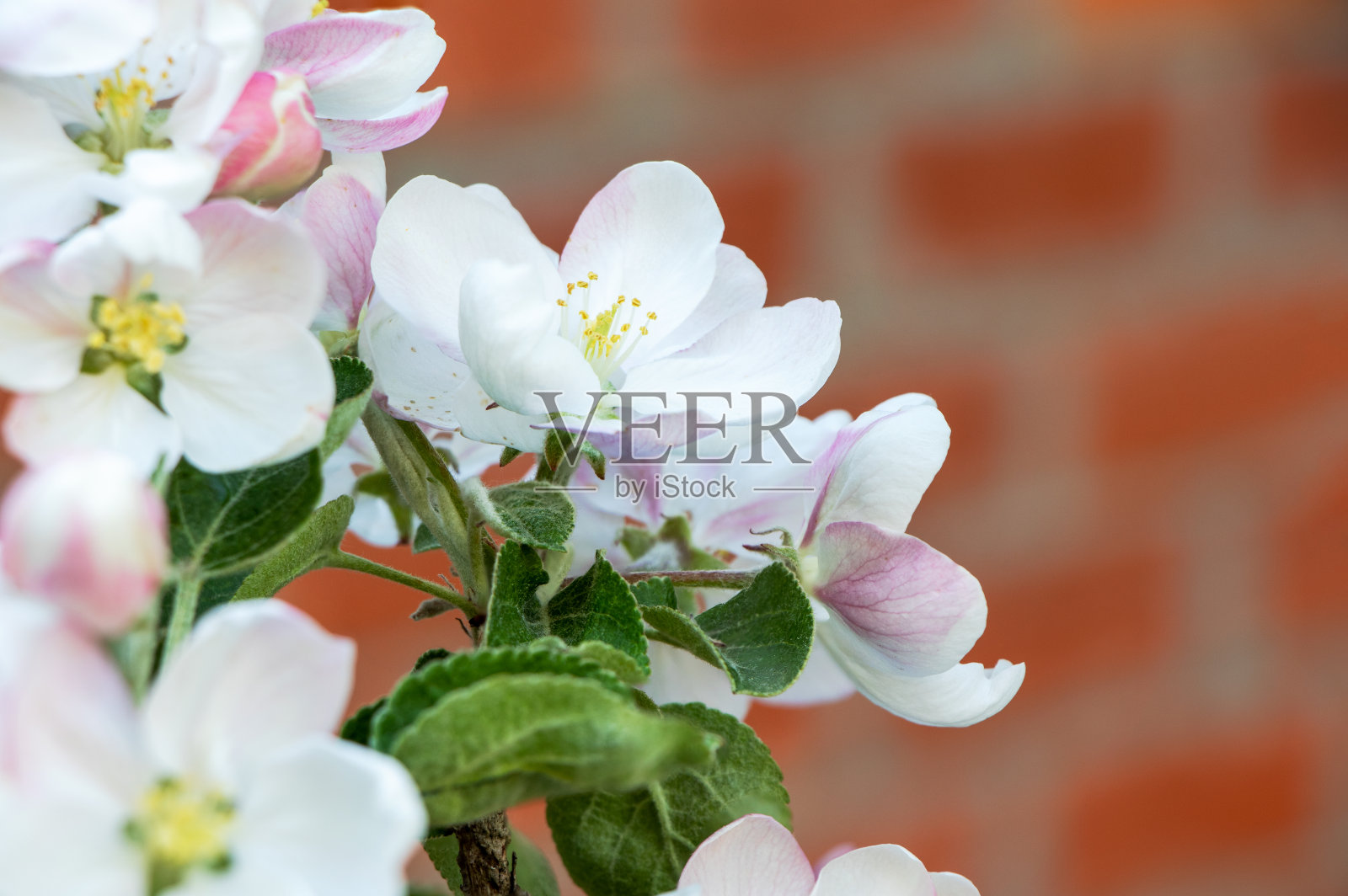 开花的柱状苹果树。苹果树花。苹果花。春天的花朵照片摄影图片