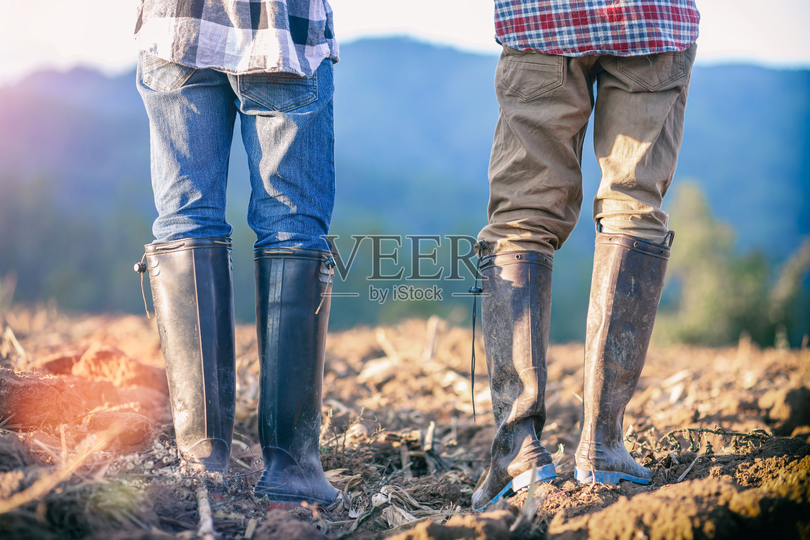 两个穿着胶靴的农民站在玉米地里计划新季节的耕作。农业的概念。照片摄影图片