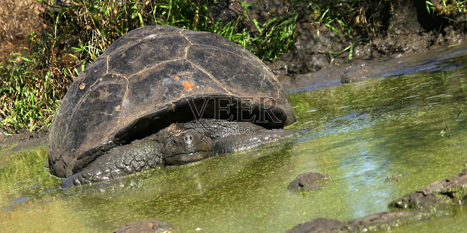 Galápagos巨龟，Galápagos国家公园，厄瓜多尔照片摄影图片