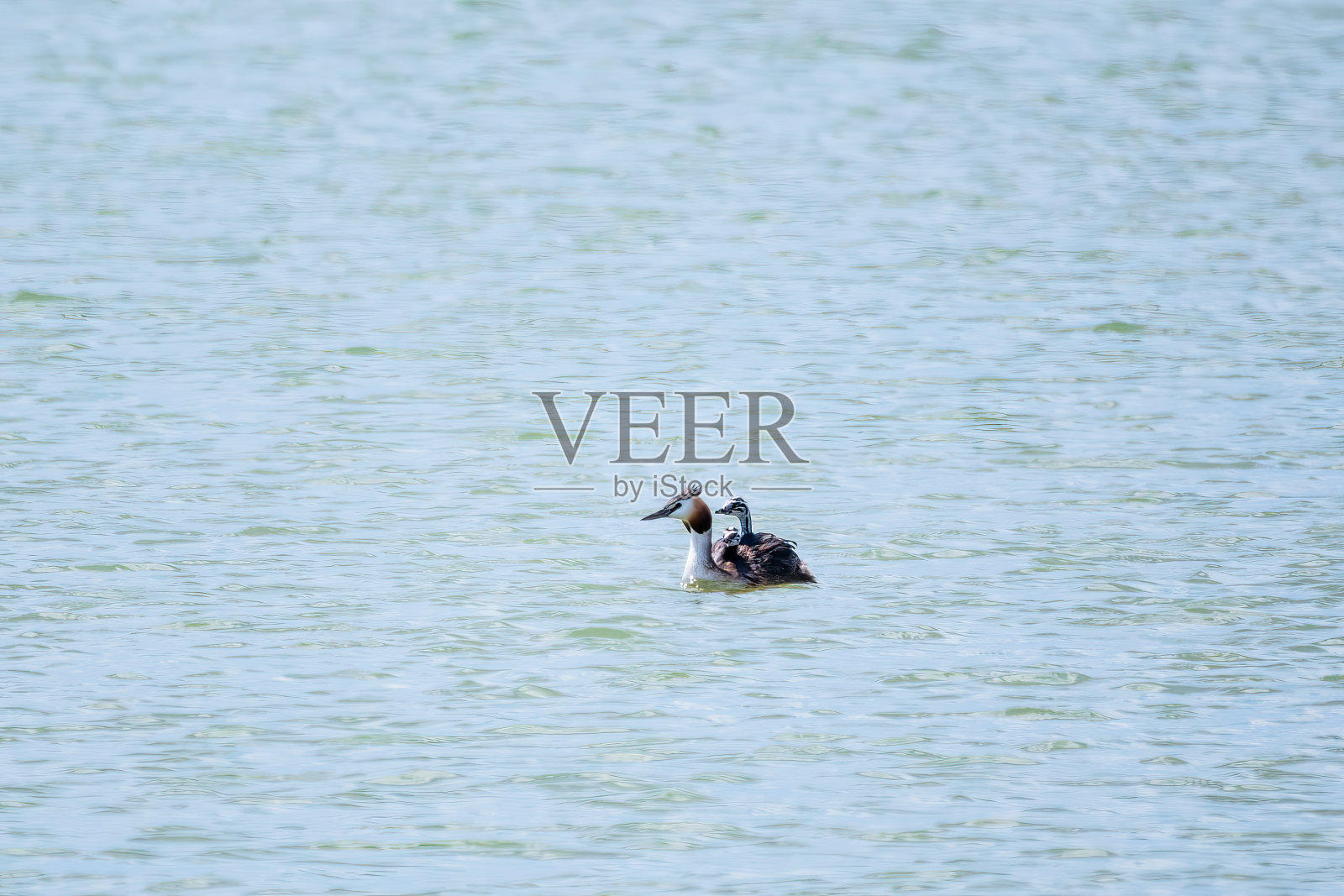 水鸟大凤头䴙䴘在湖里游泳，可爱的幼鸟骑在它的背上照片摄影图片