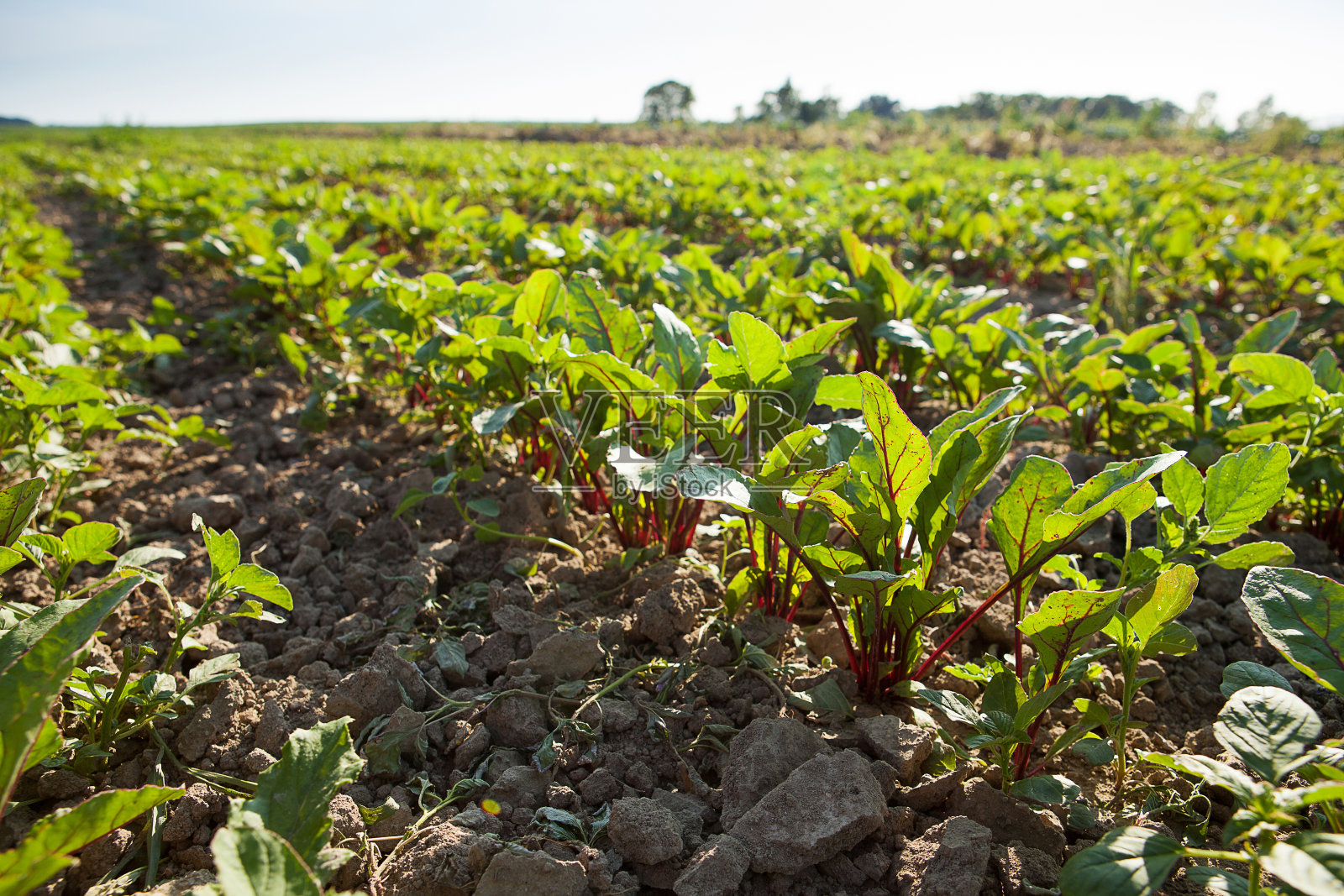 农田上的多排瑞士甜菜照片摄影图片