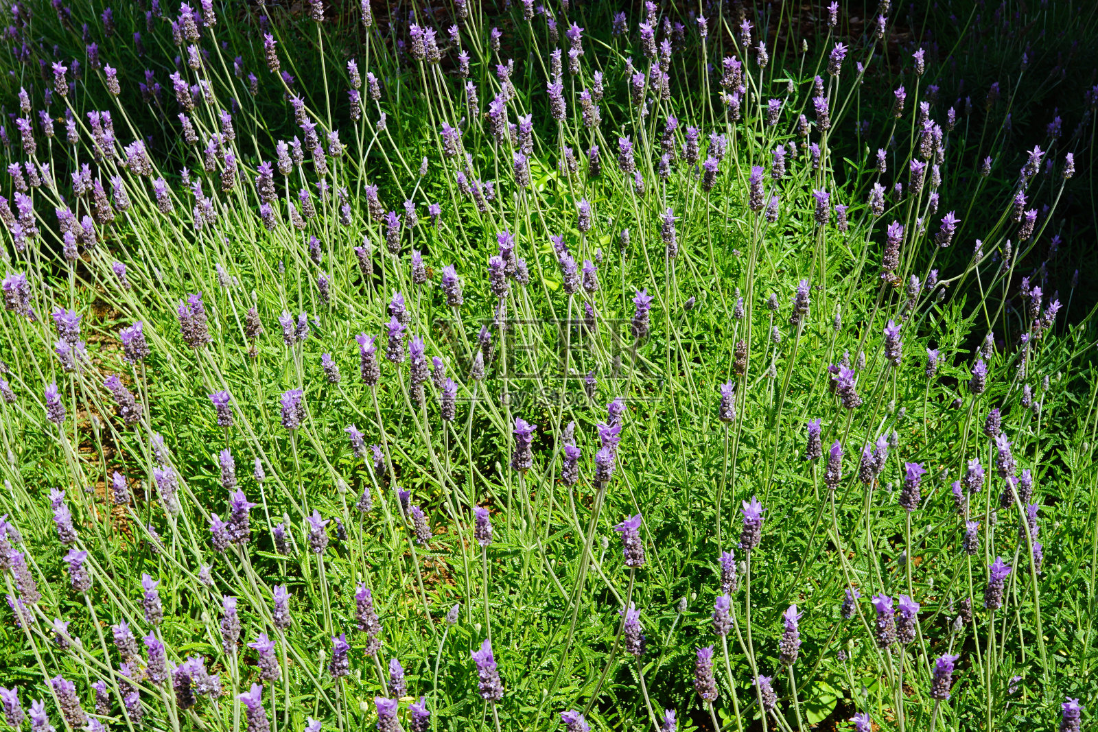 紫色花田自然景观照片摄影图片