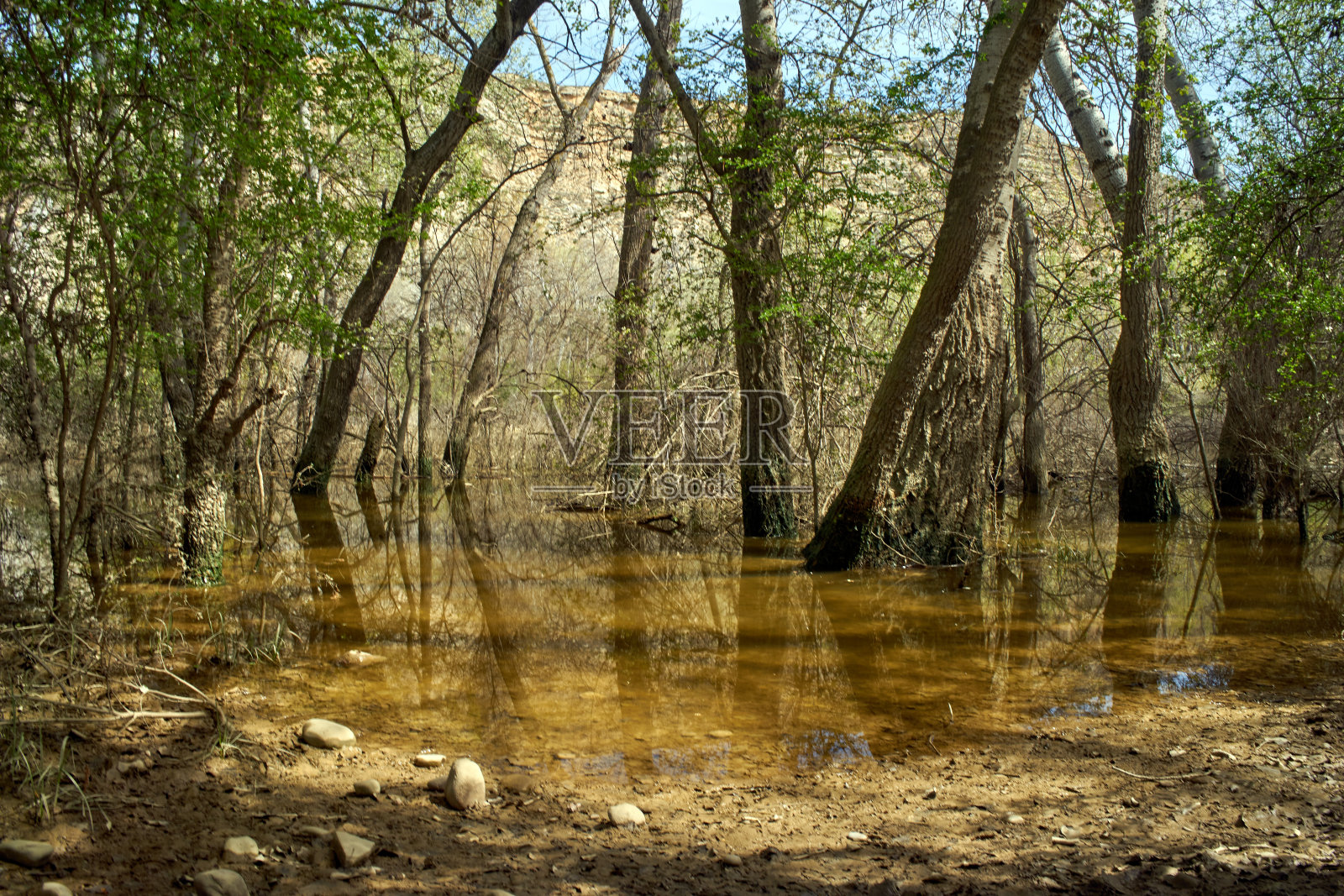Manglar Galacho de Juslibol，独特而独特的生态系统。照片摄影图片