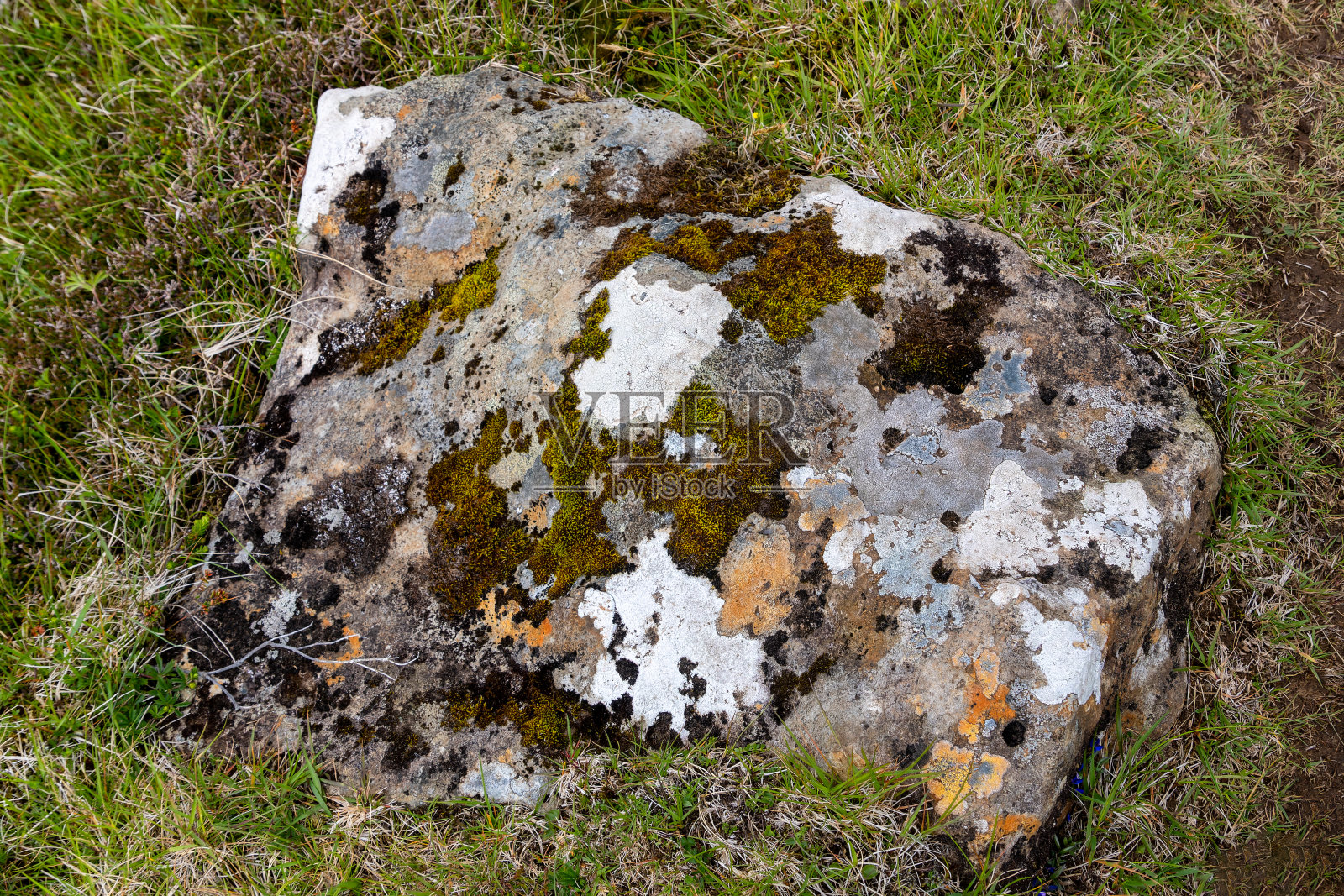 前往法罗群岛托尔港的小径上，石头上有天然地衣照片摄影图片