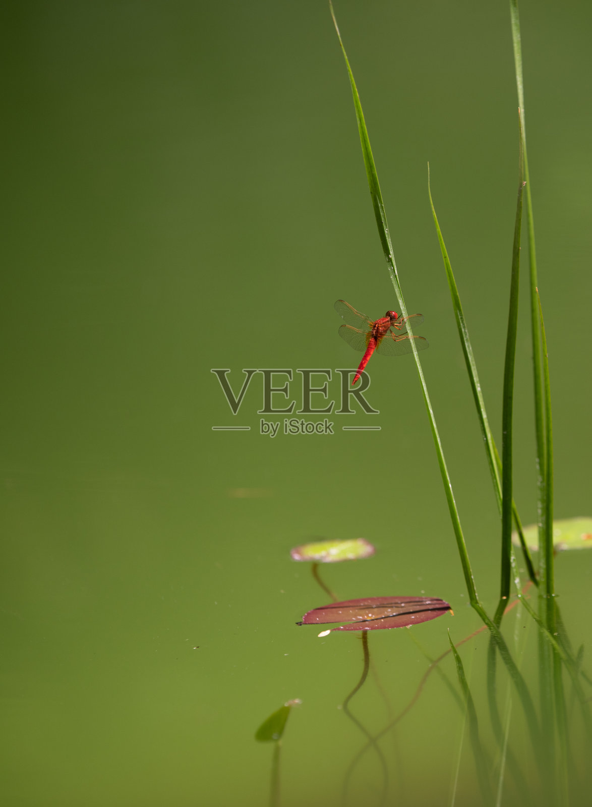 一只蜻蜓，背景是绿水照片摄影图片