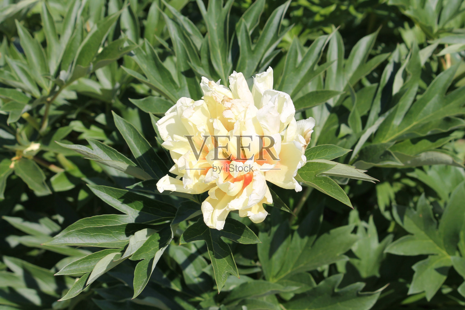 黄牡丹花(伊藤杂交，品种巴尔泽拉)特写。花园里开花的牡丹照片摄影图片