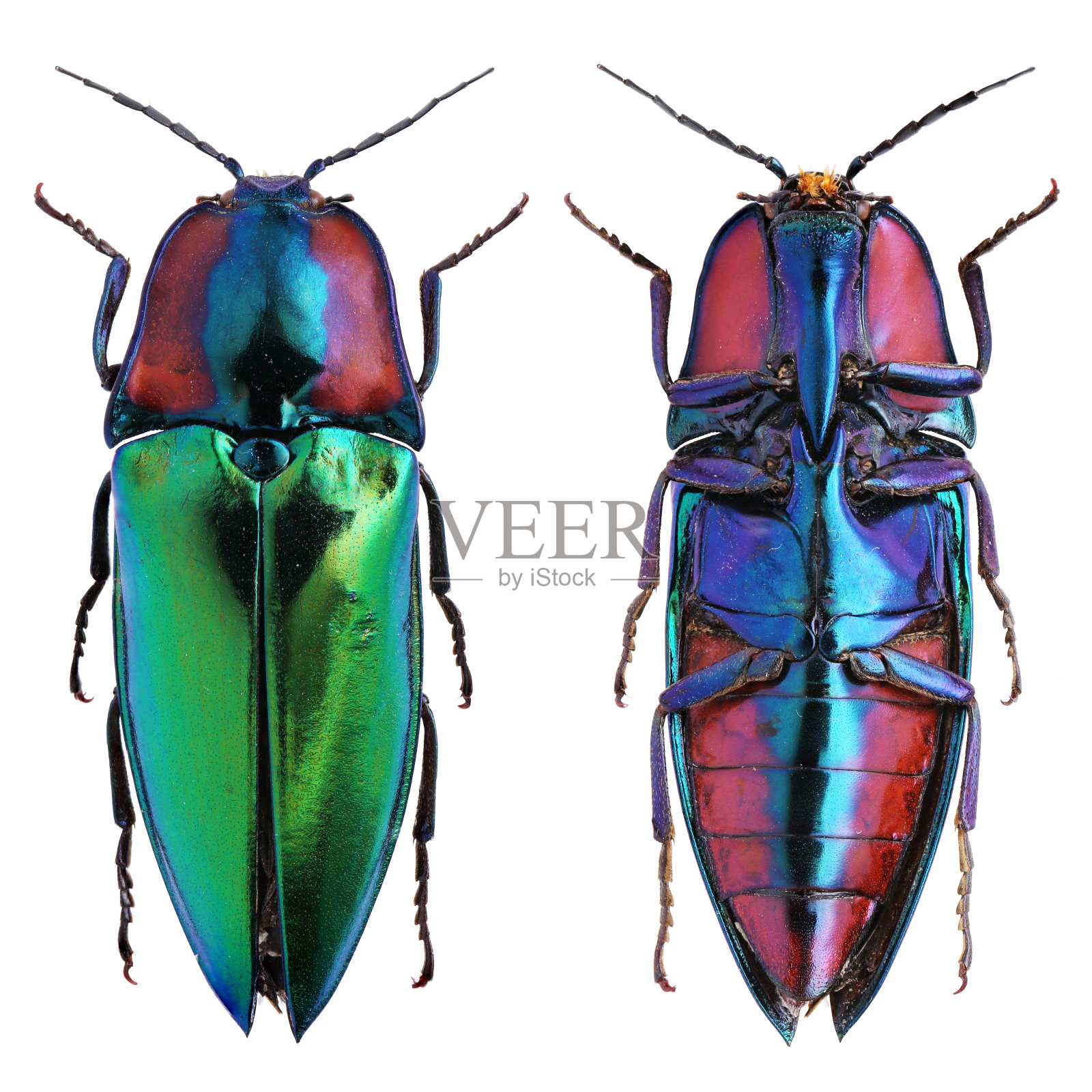 昆虫标本采集:gemma Campsosternus Candèze, 1857照片摄影图片