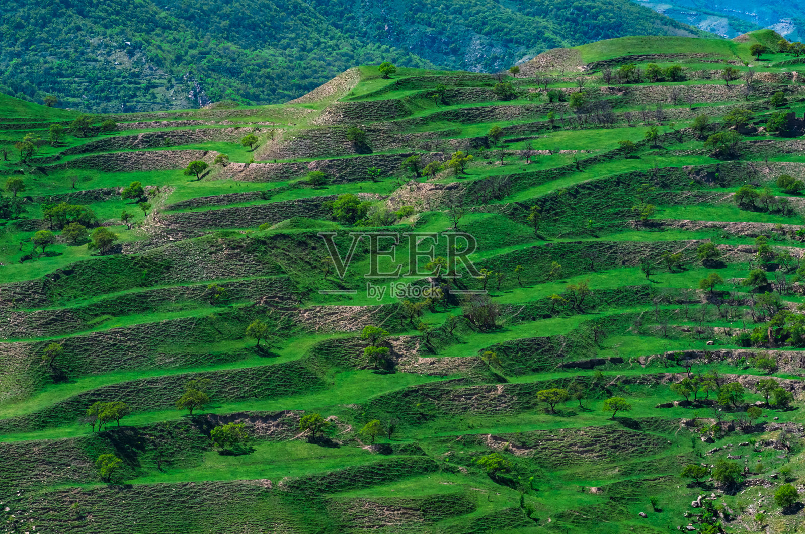 山坡上有绿色农业梯田的山地景观照片摄影图片