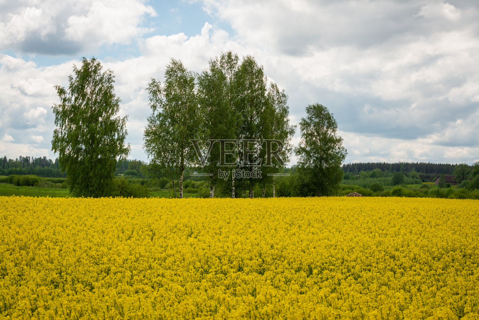 油菜籽、油菜或油菜是绿色能源和石油工业的植物，春天金色的花田和二菩提树组和三杂交照片摄影图片