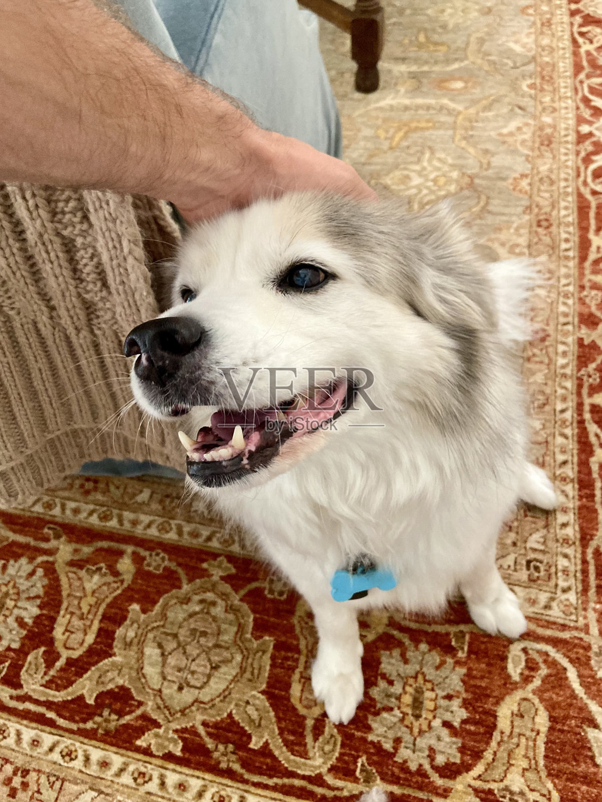 快乐的狗狗坐着，把宠物放在头上照片摄影图片