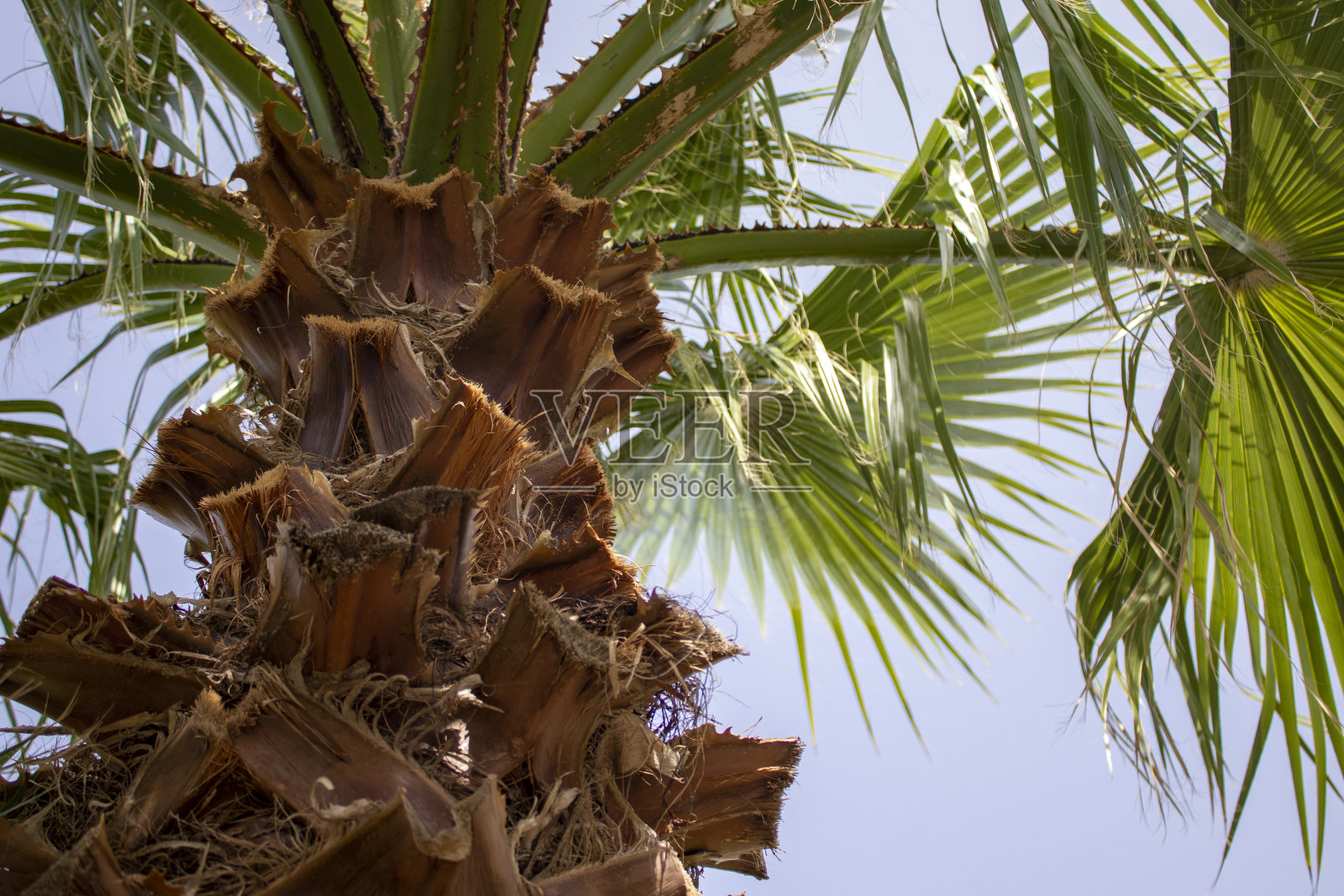 棕榈树在蓝天上。夏日海滩背景棕榈树映衬蓝天横幅全景。照片摄影图片