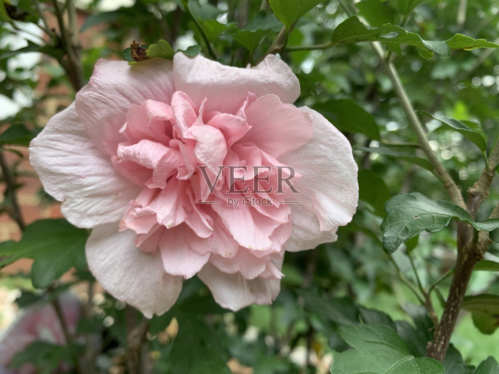 木槿照片摄影图片