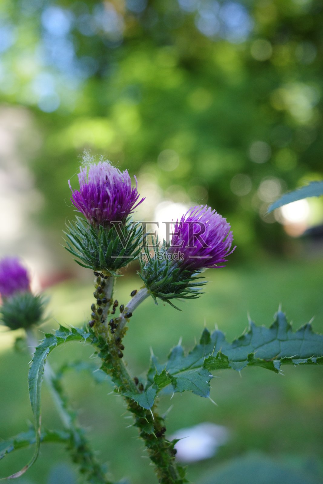 牛蒡花朵特写。工厂背景照片摄影图片