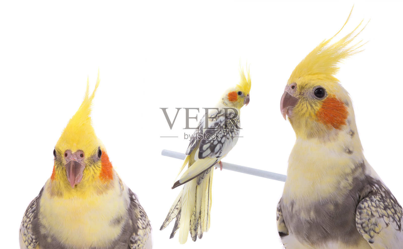 在白色背景上孤立的斑鹦鹉照片摄影图片