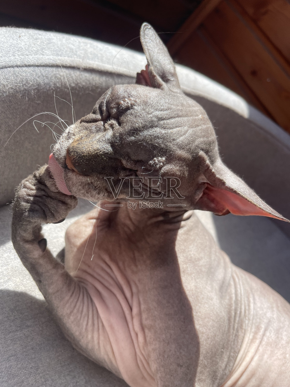 老秃猫斯芬克斯照片摄影图片