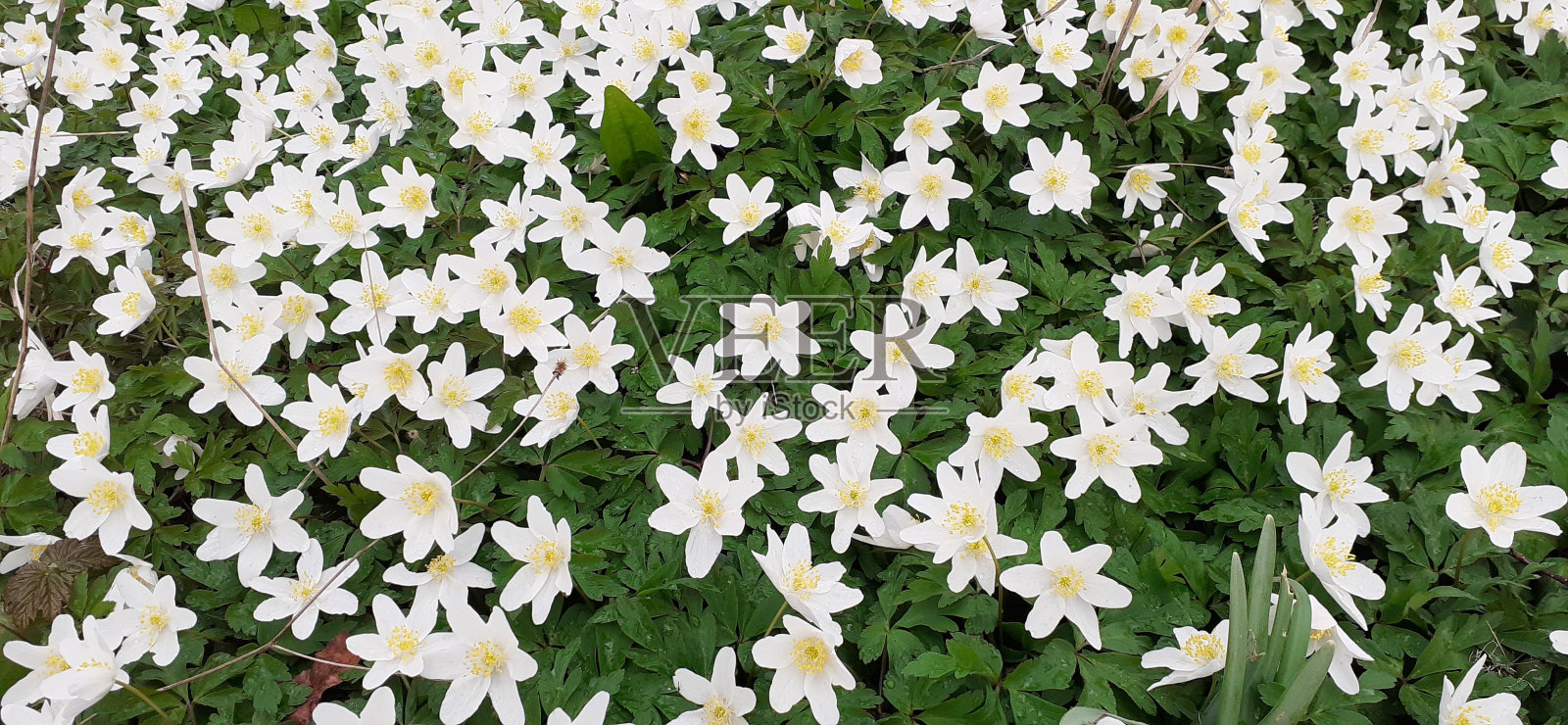 英国林地和树篱照片摄影图片