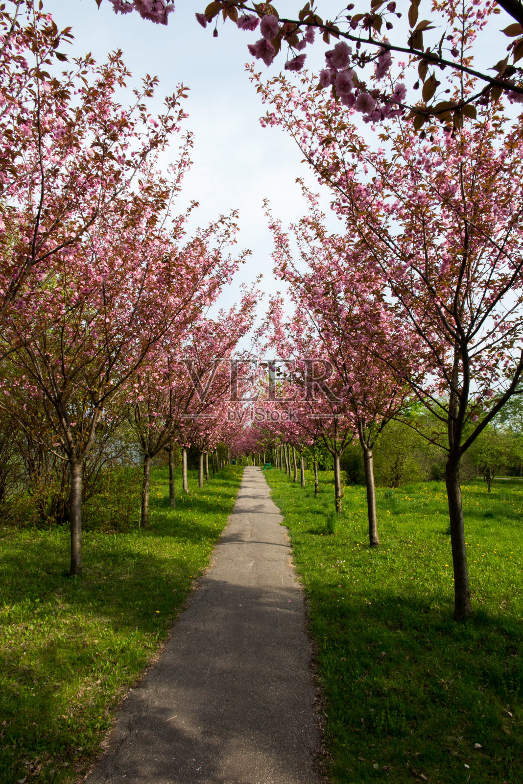 公园的小巷两旁种着杏树，开着可爱的粉红色花朵照片摄影图片