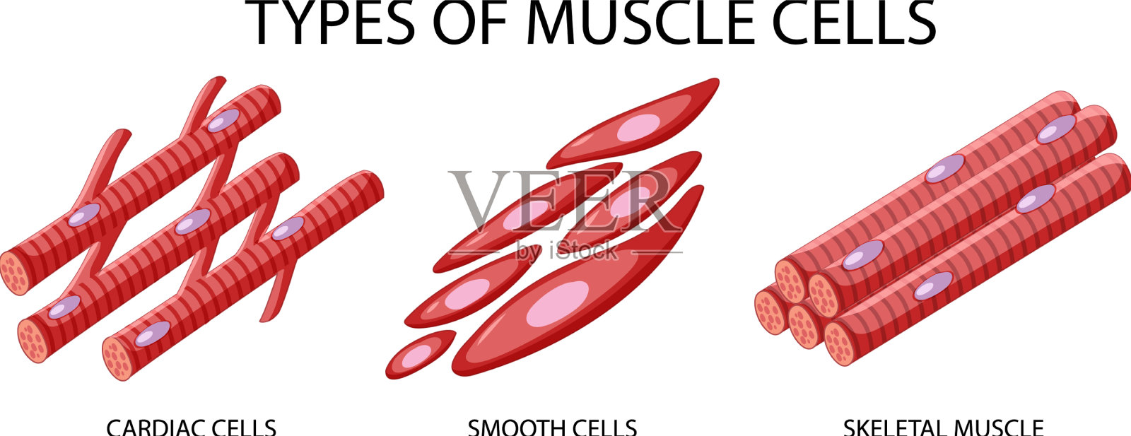 白色背景的肌肉细胞类型插画图片素材