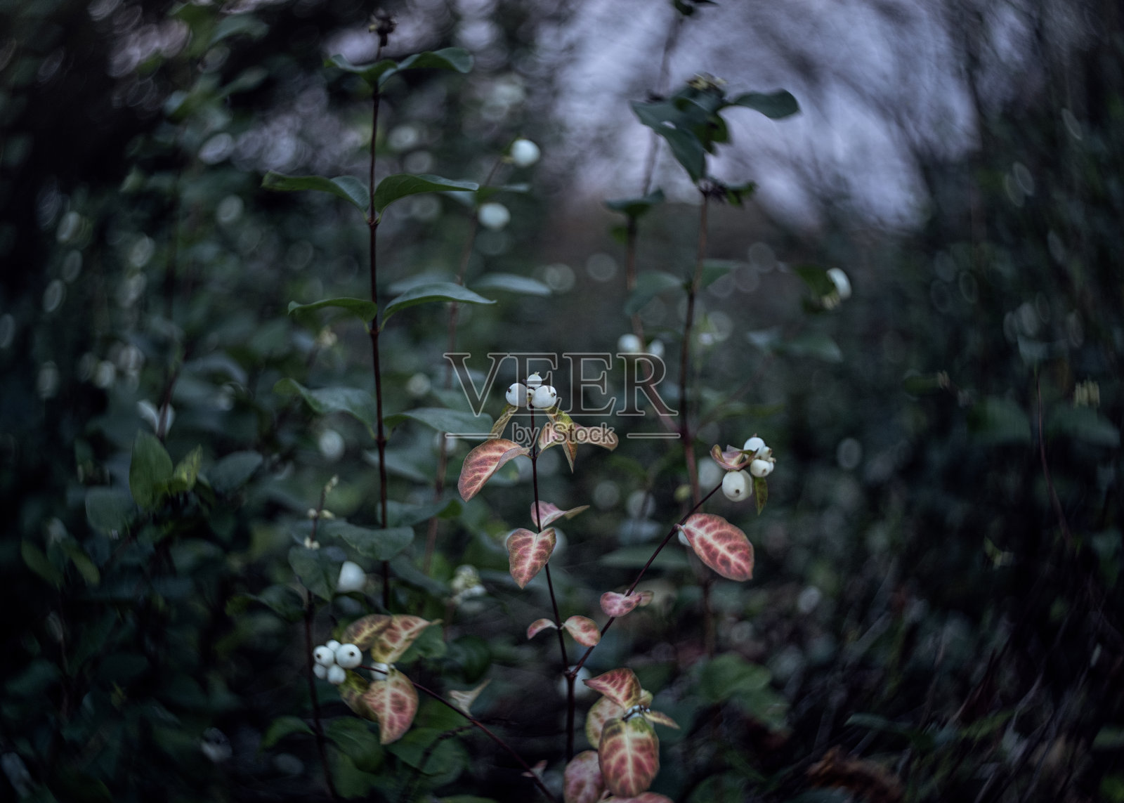 常见雪莓，自然，宏观细节，植物，植物照片摄影图片