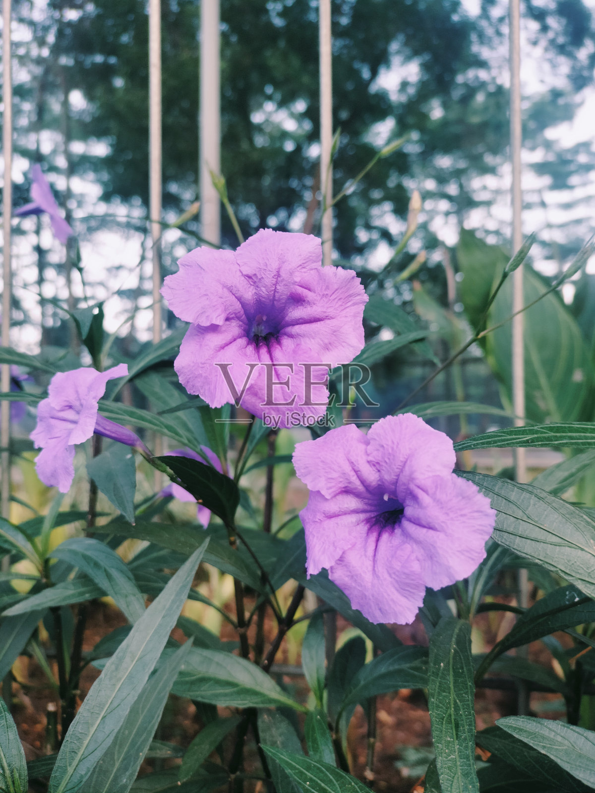 皇家紫色照片摄影图片