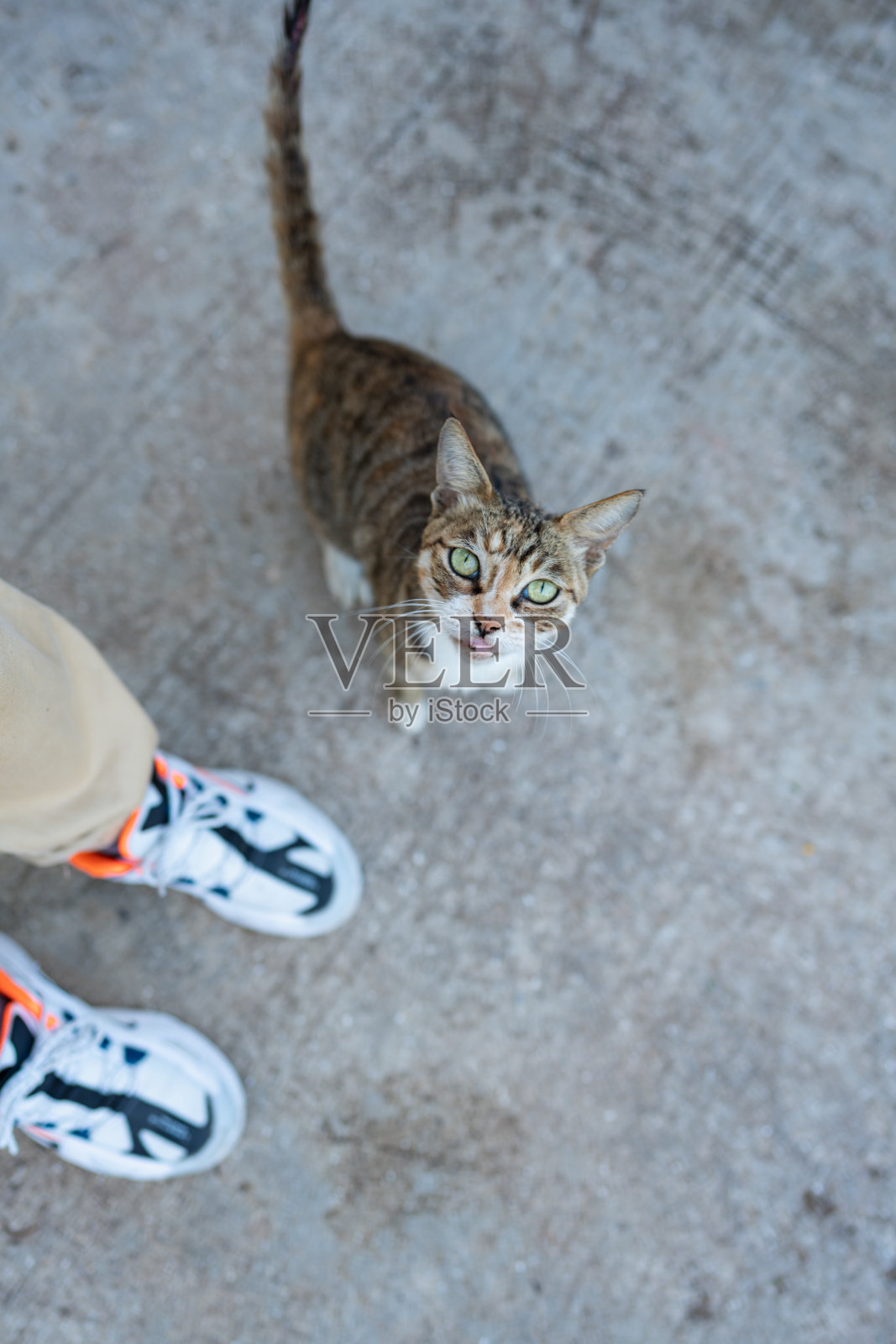 一只可爱的虎斑猫照片摄影图片