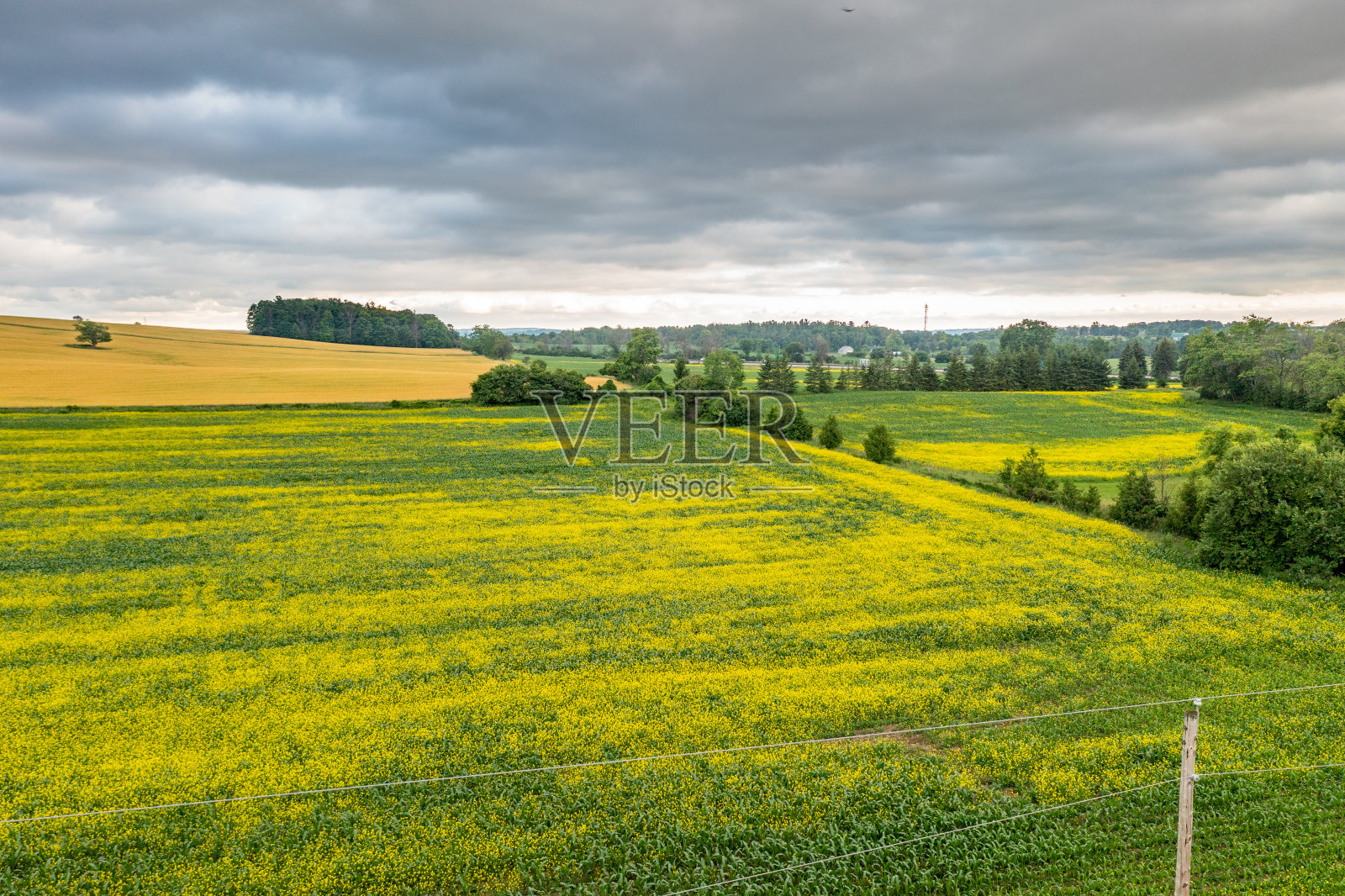 鸟瞰油菜籽田和公路ON-400, Bradford West Gwillimbury，加拿大照片摄影图片