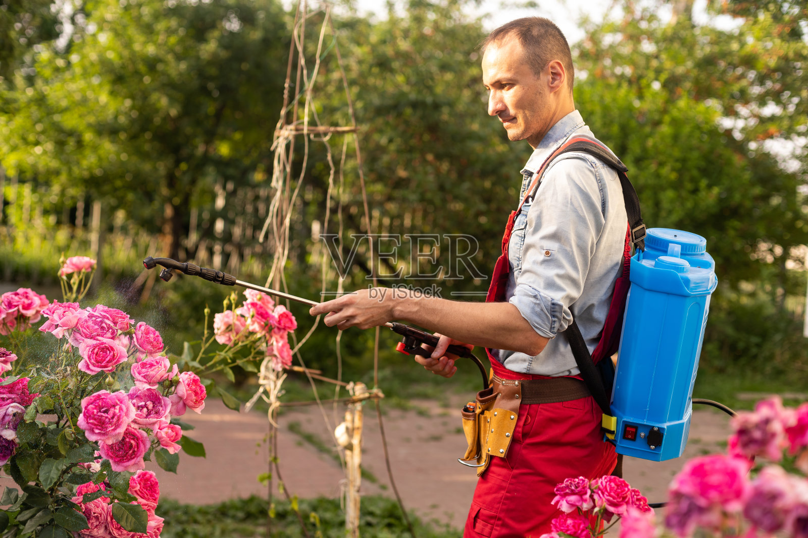 男子背着背包在压力下用花园喷枪处理灌木玫瑰照片摄影图片