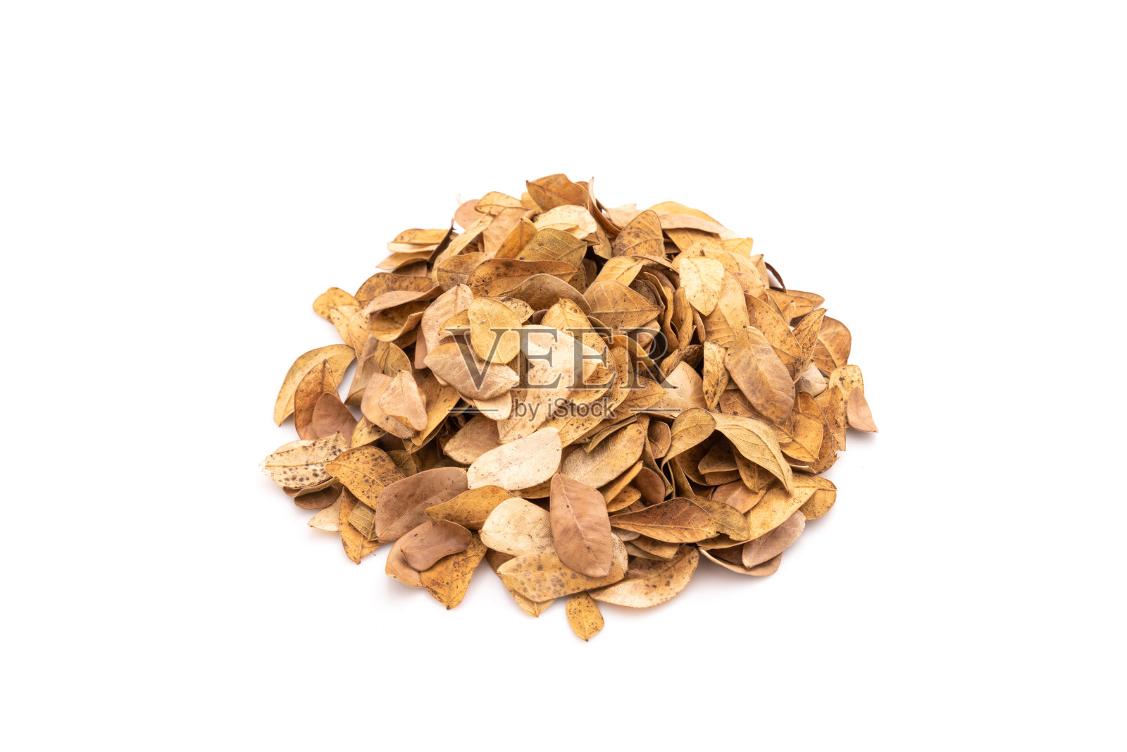 新鲜和干燥的Samanea saman树的叶子孤立在白色照片摄影图片