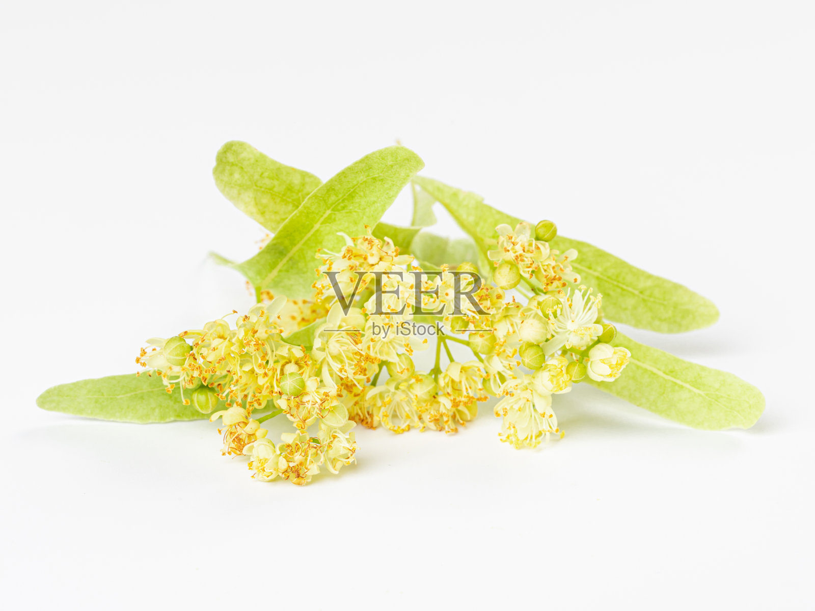 分离在白色背景上的菩提树的新鲜的花和叶子照片摄影图片