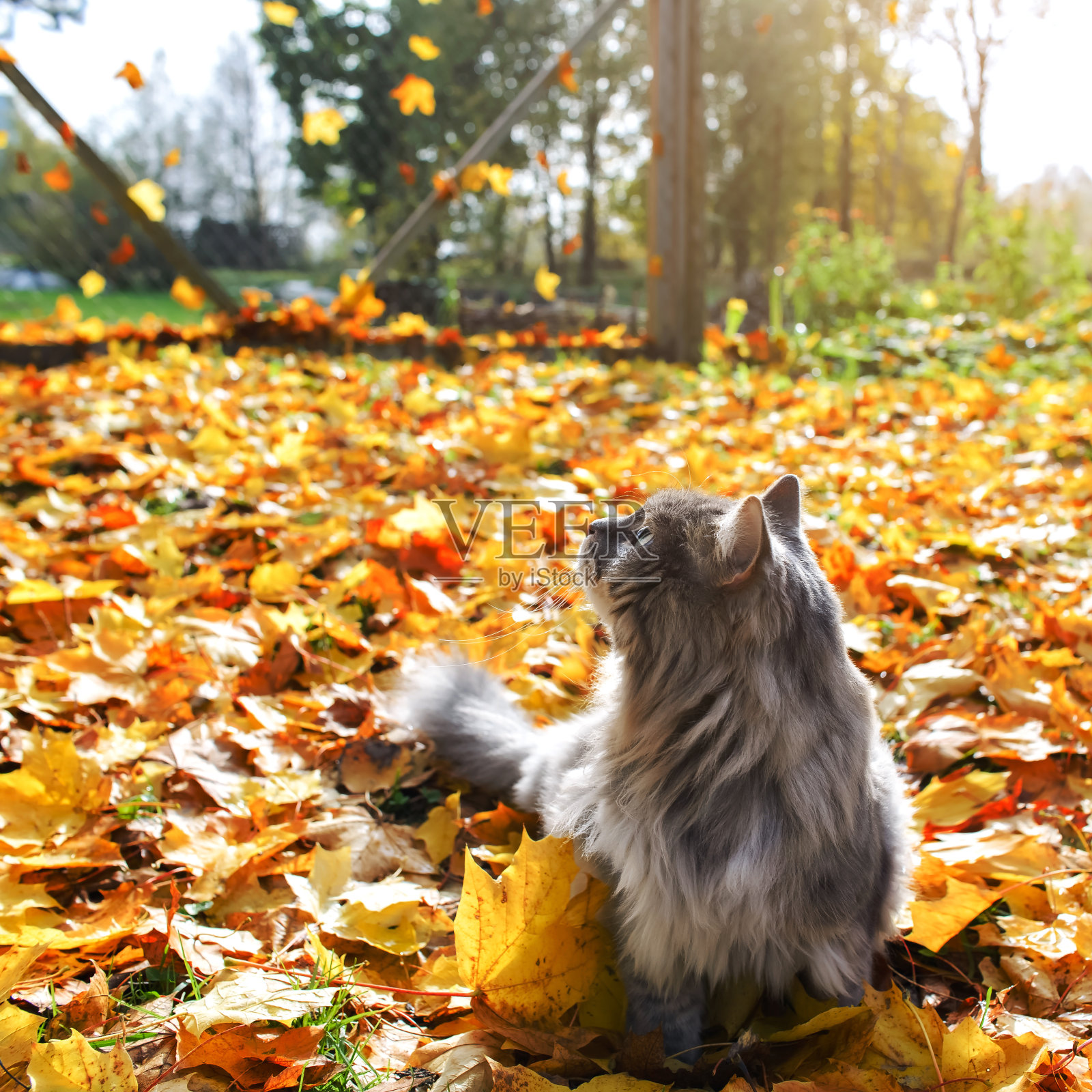 灰色毛茸茸的猫，绿色的眼睛。户外一只猫的肖像，秋天落叶。猫抬头看，四四方方照片摄影图片