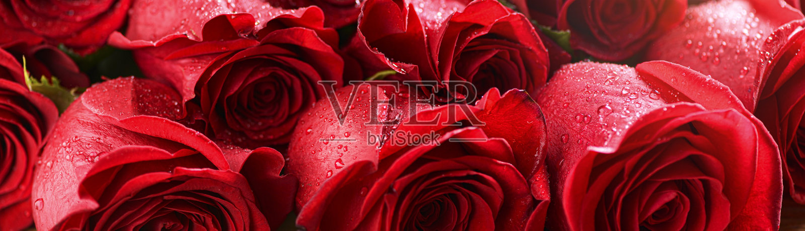 红玫瑰背景或纹理细节。情人节网宽玫瑰横幅照片摄影图片