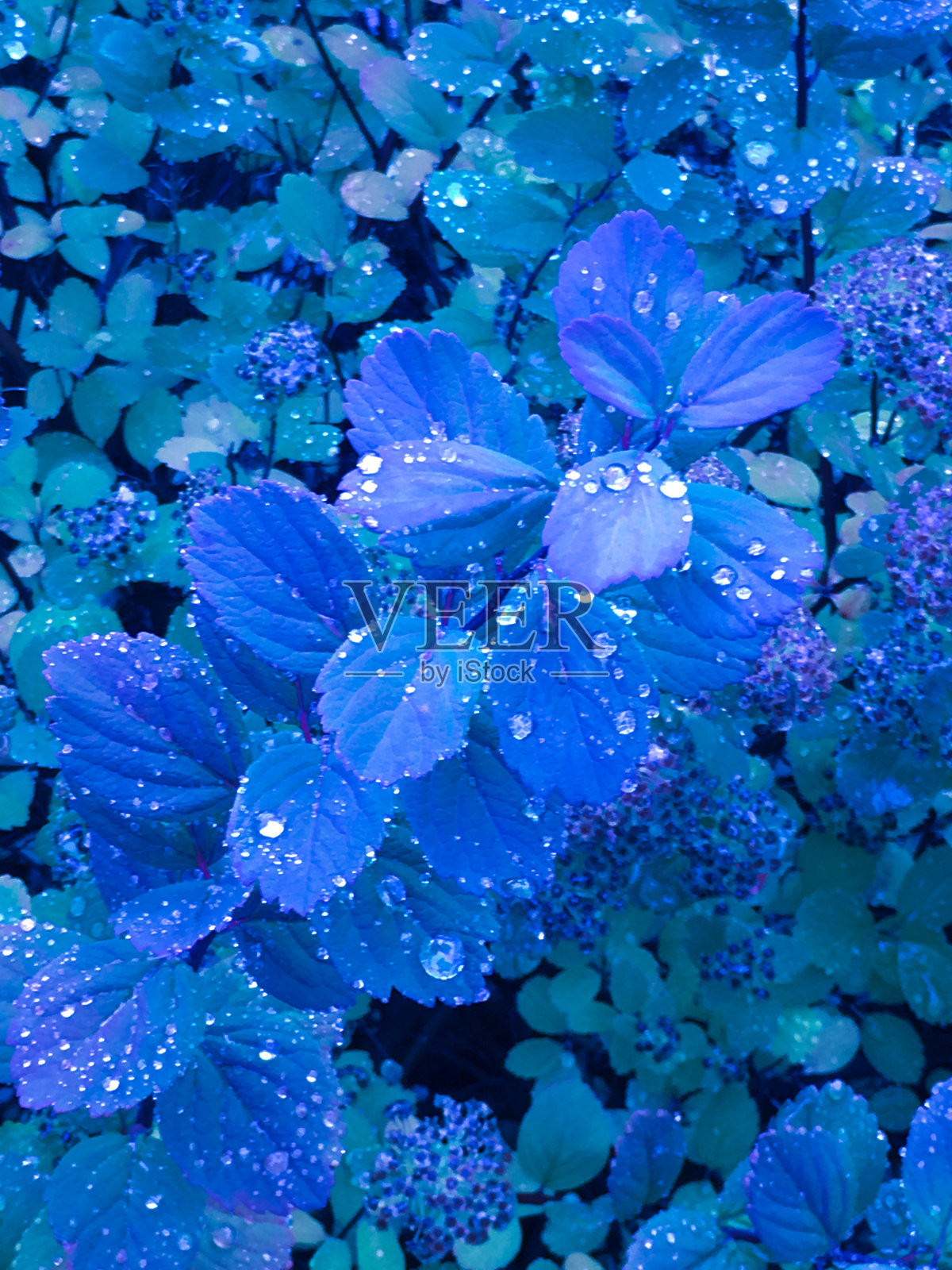 蓝色的花和叶子照片摄影图片