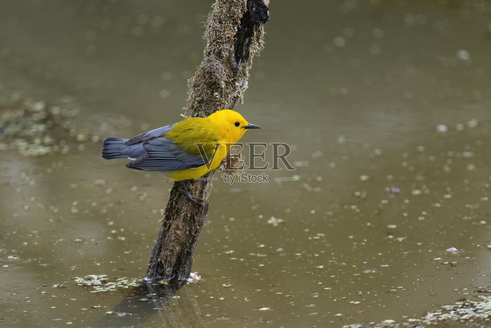 原声莺在其自然栖息地照片摄影图片