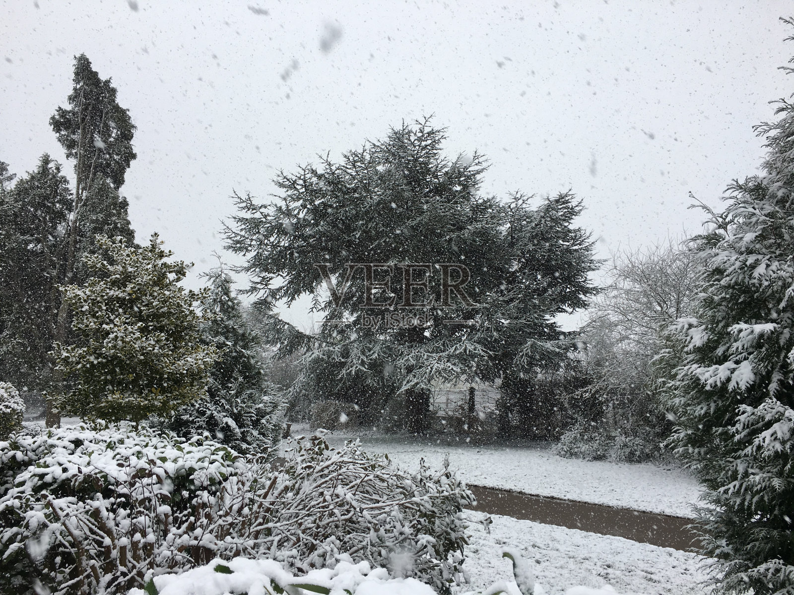 蓝色的阿特拉斯雪松-雪中的树照片摄影图片