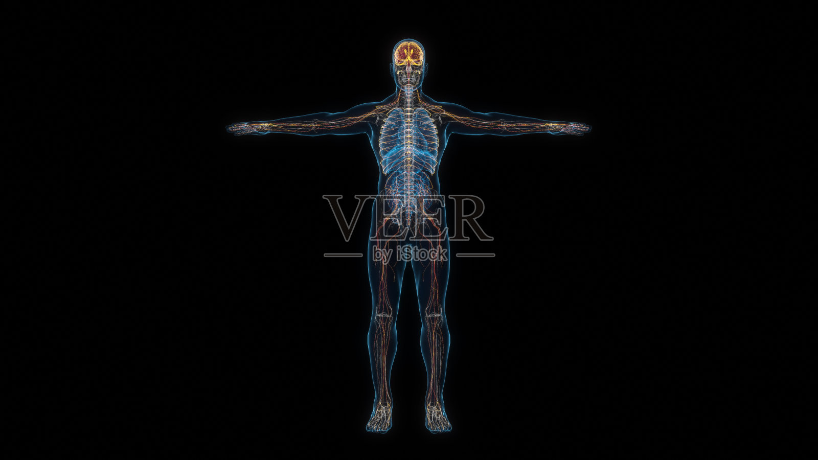 人体男性身体神经系统三维全息图正面图。三维演示照片摄影图片