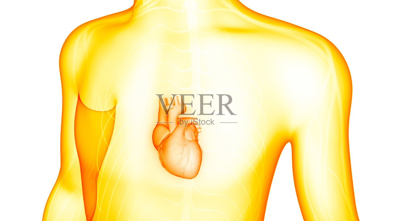 人体循环系统心脏解剖照片摄影图片