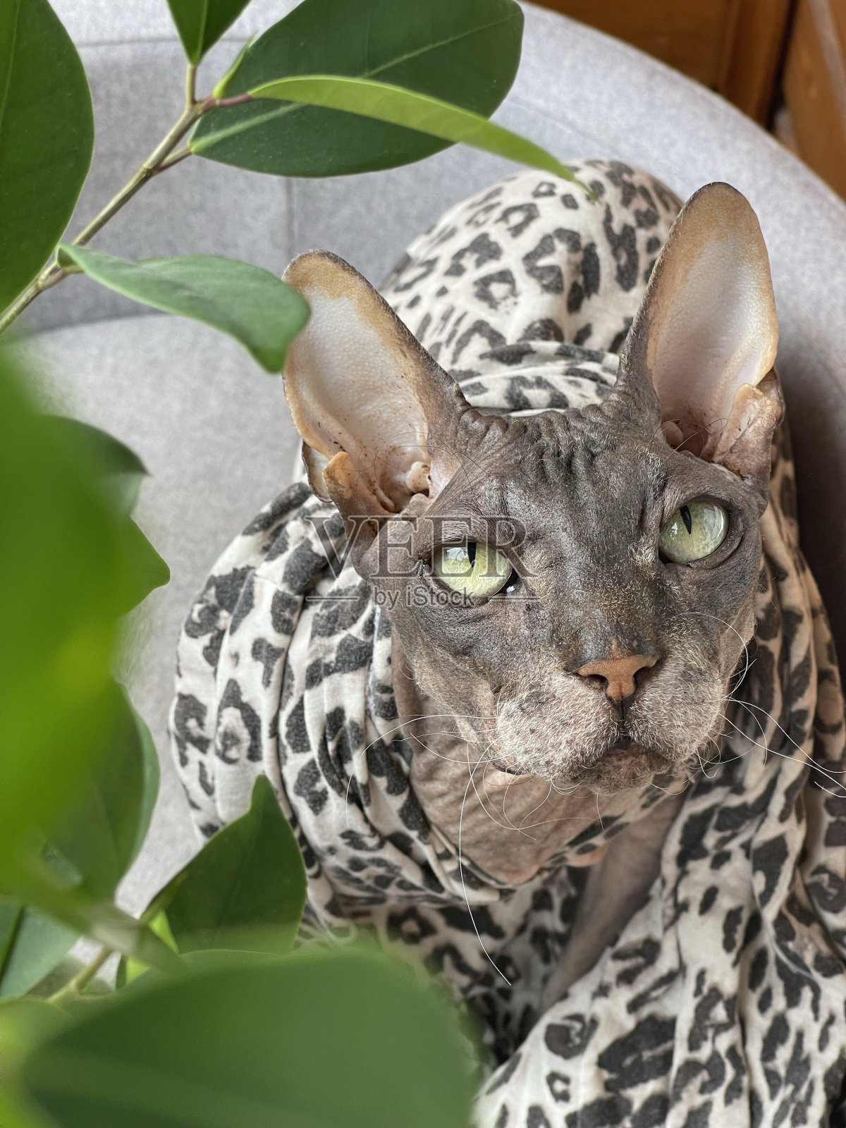 斯芬克斯照片摄影图片