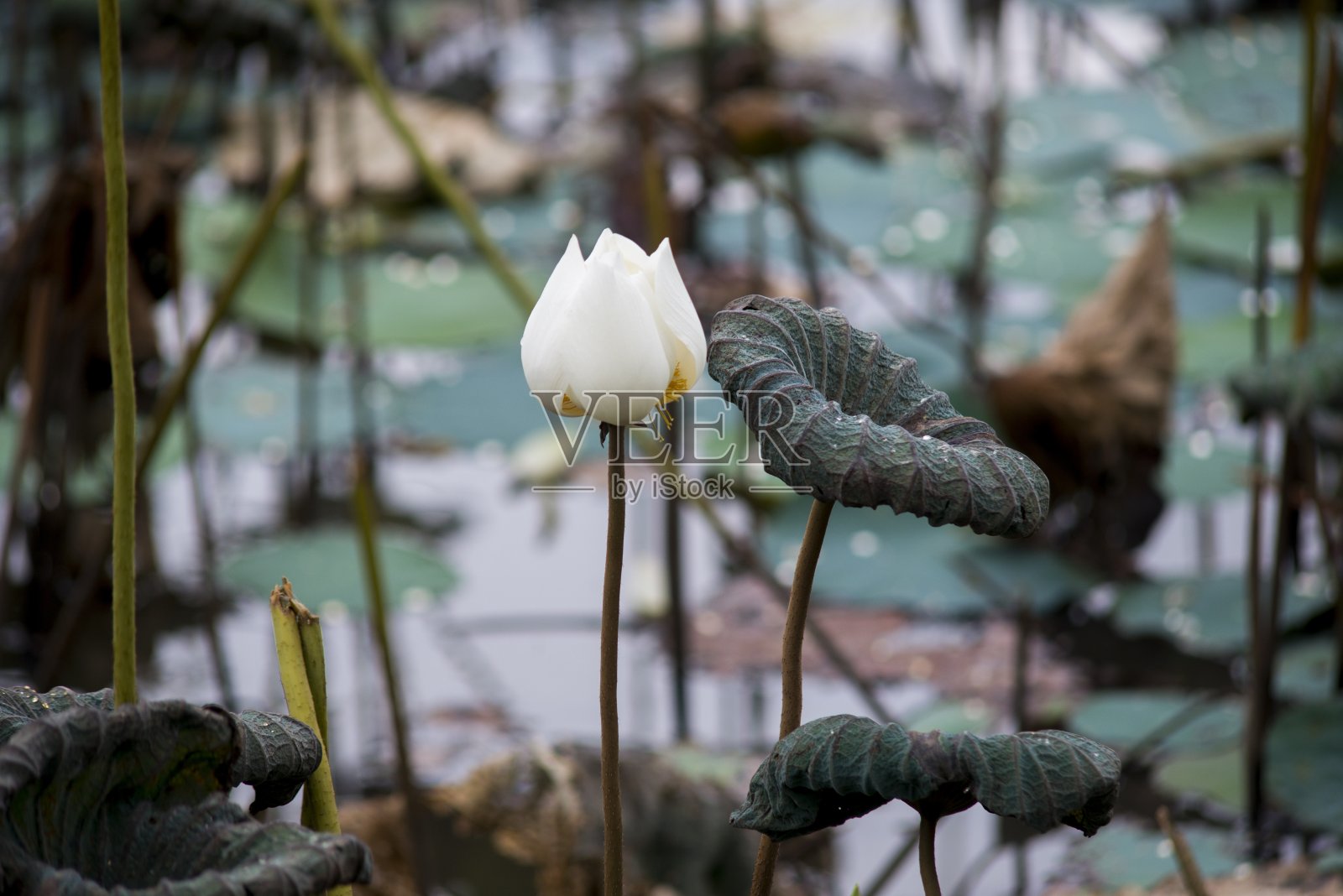 自然图片:荷花。这是漂亮的花。照片摄影图片