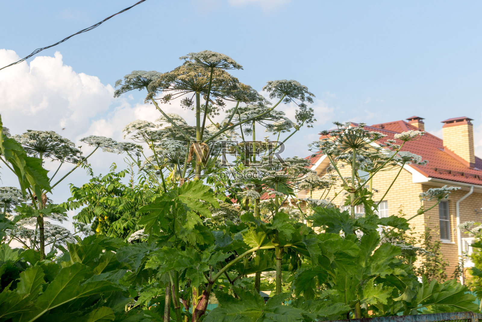 大猪草占领了一片废弃的土地，一座未完工的木屋照片摄影图片