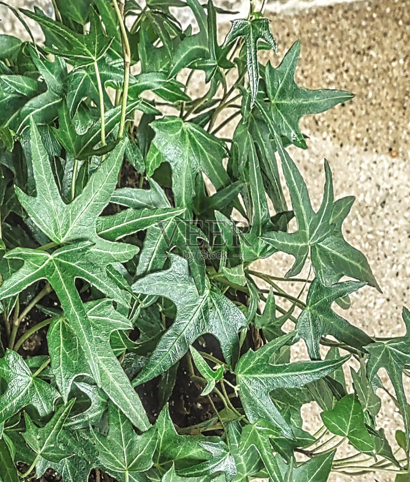 尖尖的叶子照片摄影图片