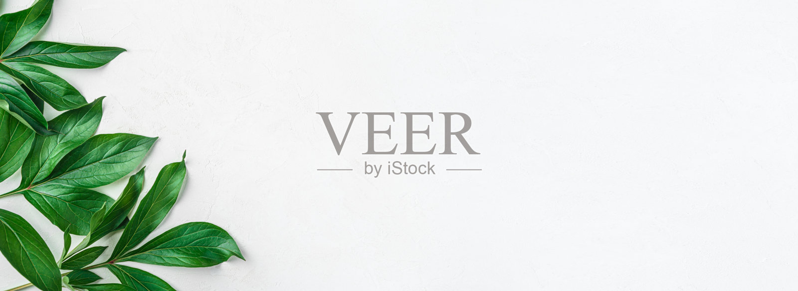 白色背景下植物的绿叶。照片摄影图片